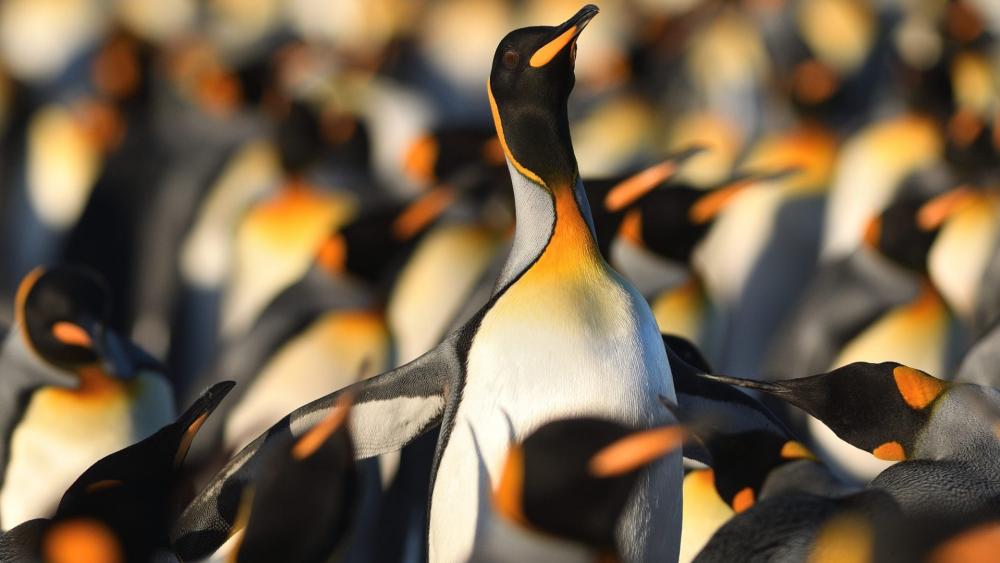 Penguin wallpaper