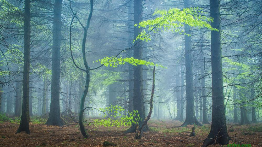 Mystical Foggy Forest in 4K wallpaper