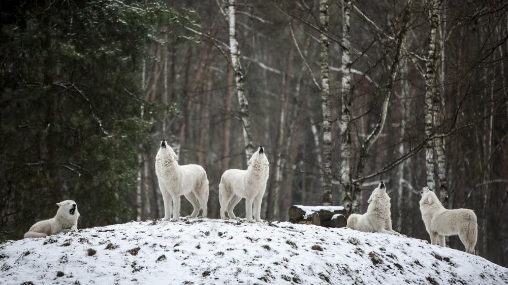 Howling pack of white wolves wallpaper