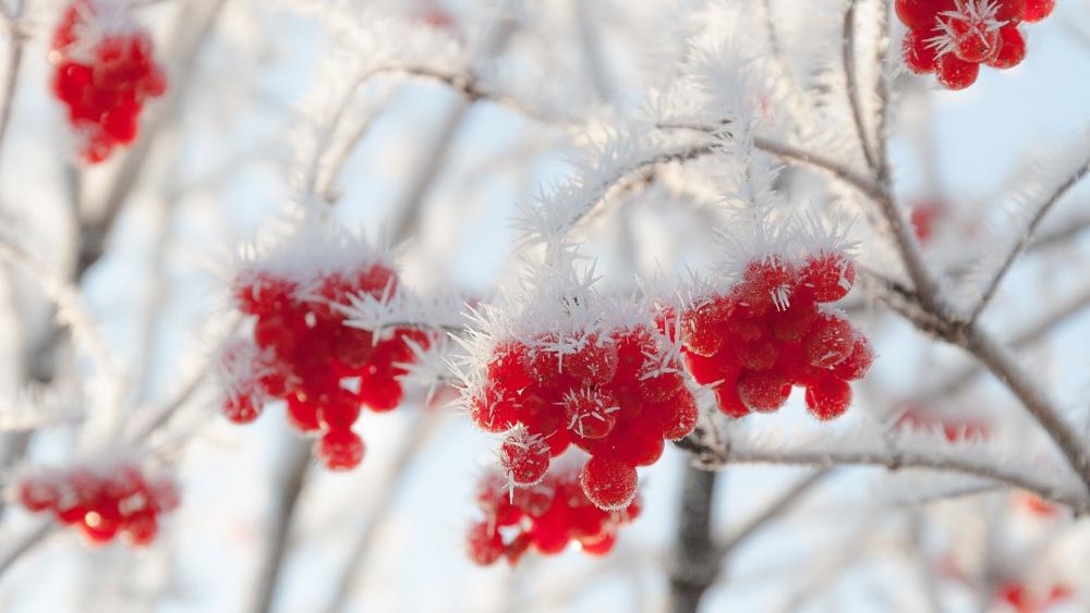 Winter's Frost-Kissed Berries wallpaper