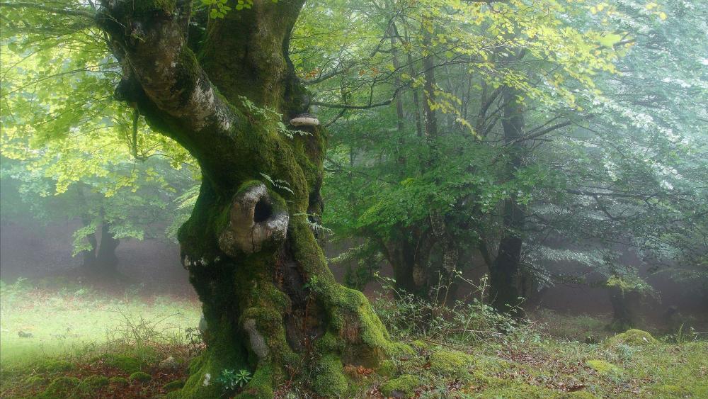 Misty Forest Serenity with Ancient Tree Wallpaper wallpaper