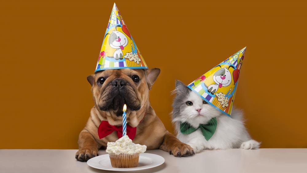 Pet Birthday Celebration in 4K Quality** wallpaper