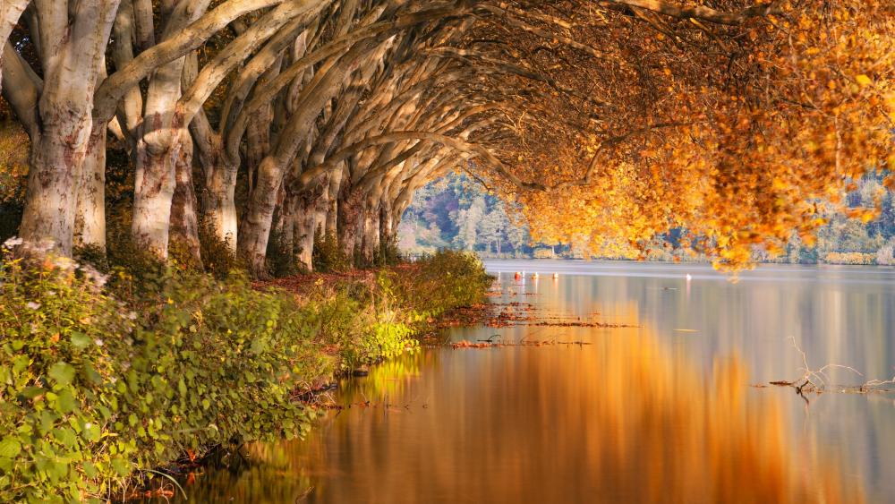 Autumn's Golden Reflection by the Lake wallpaper