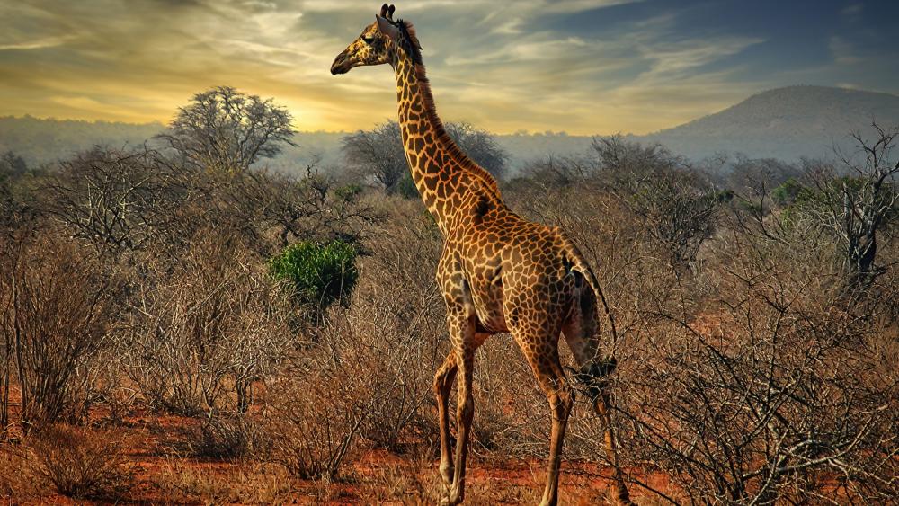 Giraffe standing in shrubs wallpaper