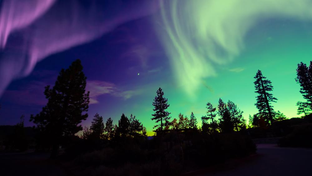 Beautiful aurora borealis colorful sky above green trees wallpaper