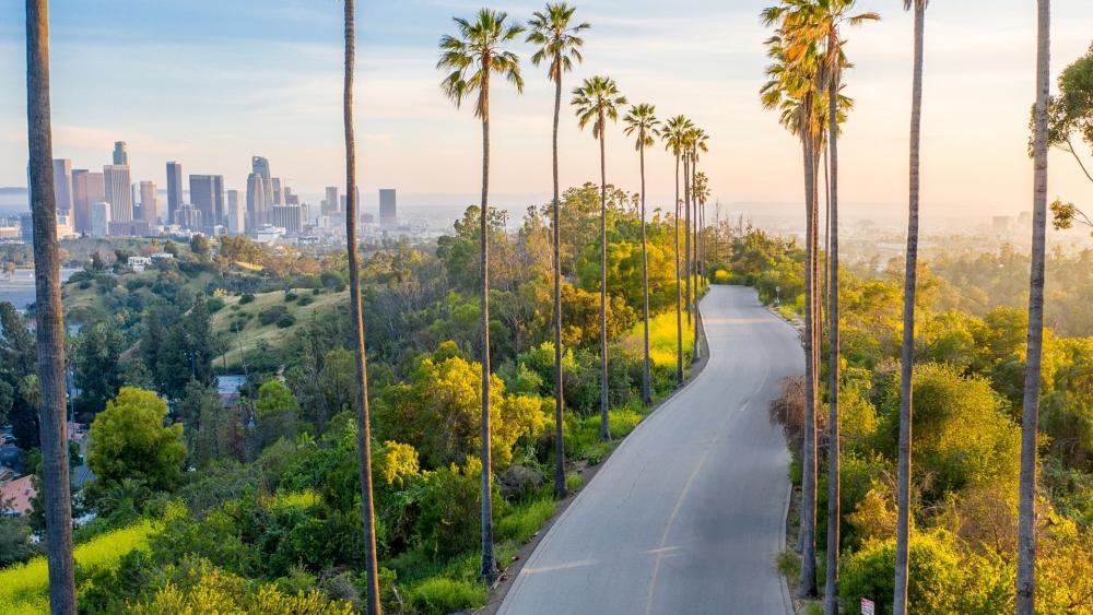 Palm tree lane in Los Angeles wallpaper