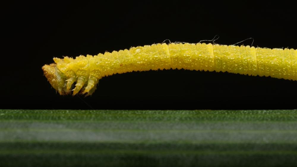 Yellow caterpillar on his green branch. wallpaper
