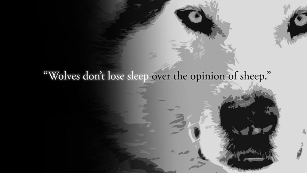 Wolves don't lose sleep over the opinion of sheep. wallpaper