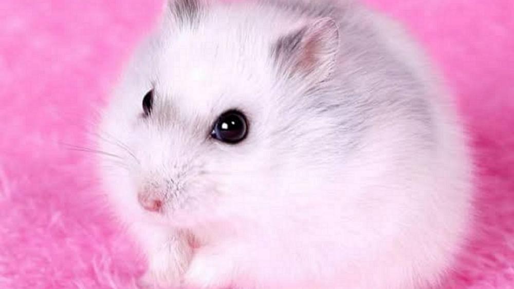Cutie Hamster wallpaper