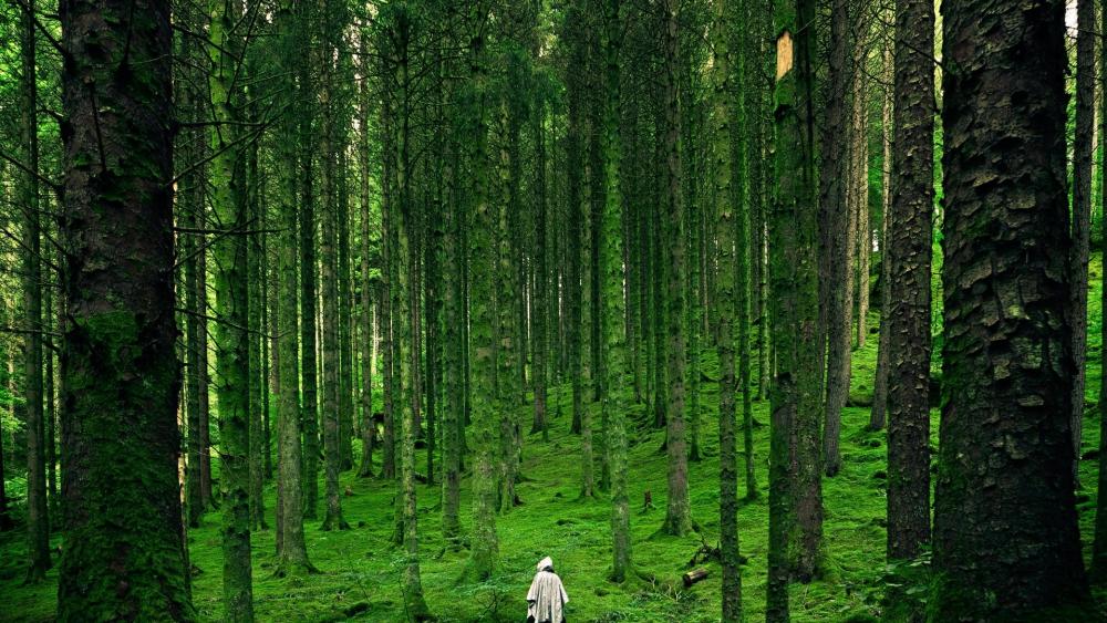 Person Walking Between Green Forest Trees wallpaper