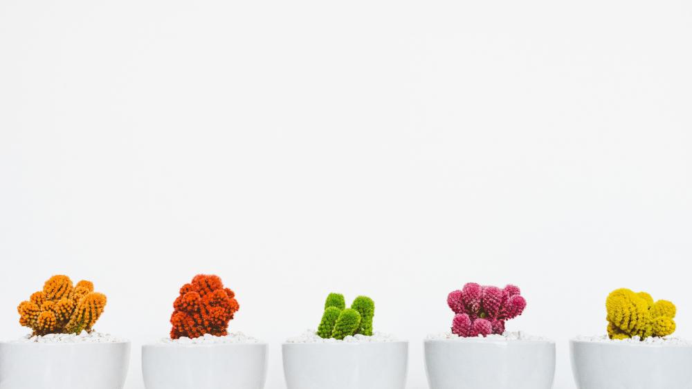 Five Assorted-color Cacti wallpaper