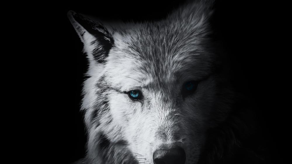 Wolf wallpaper