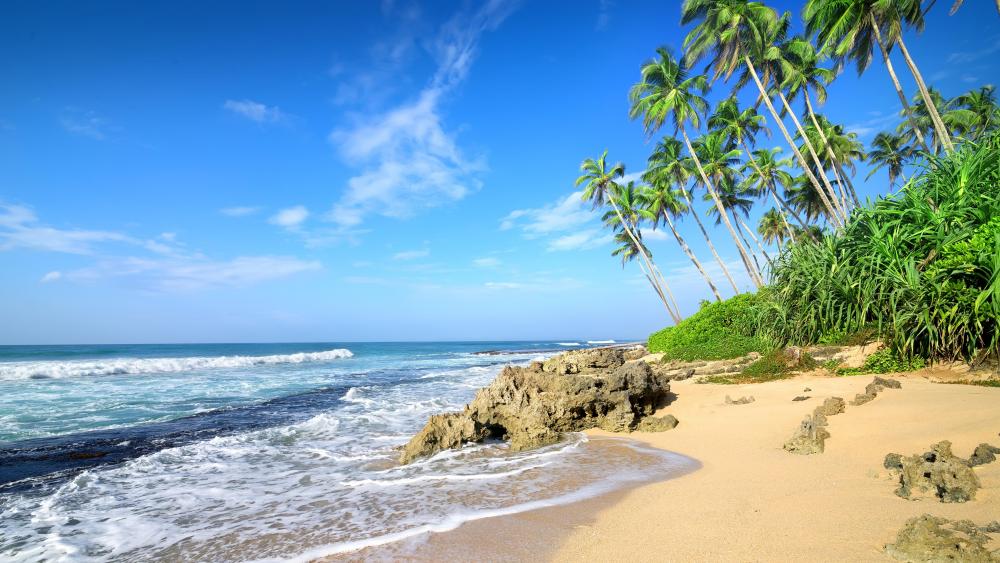 Palm trees on sandy beach and ocean waves under blue sky wallpaper