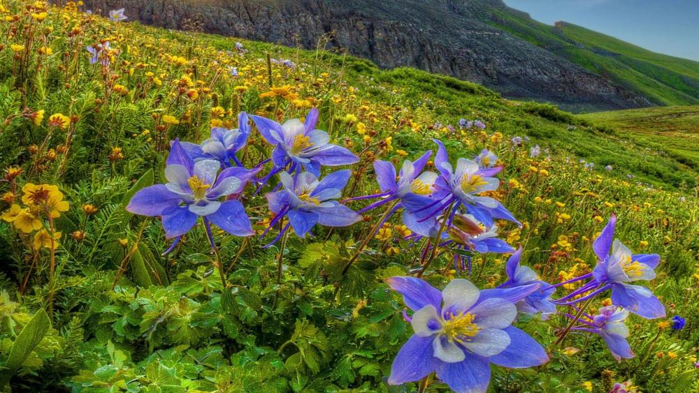 Early summer Columbine flowers on the slope wallpaper