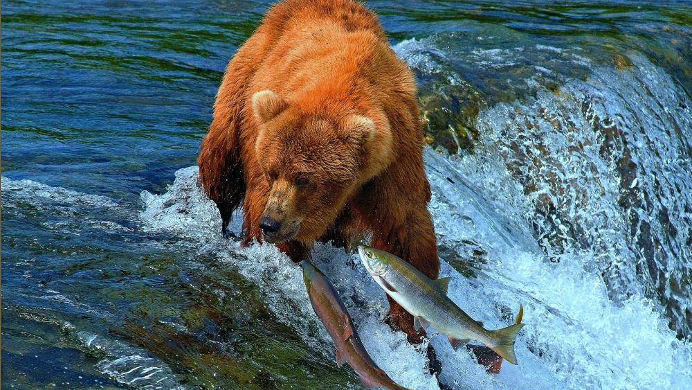 Fishing bear wallpaper
