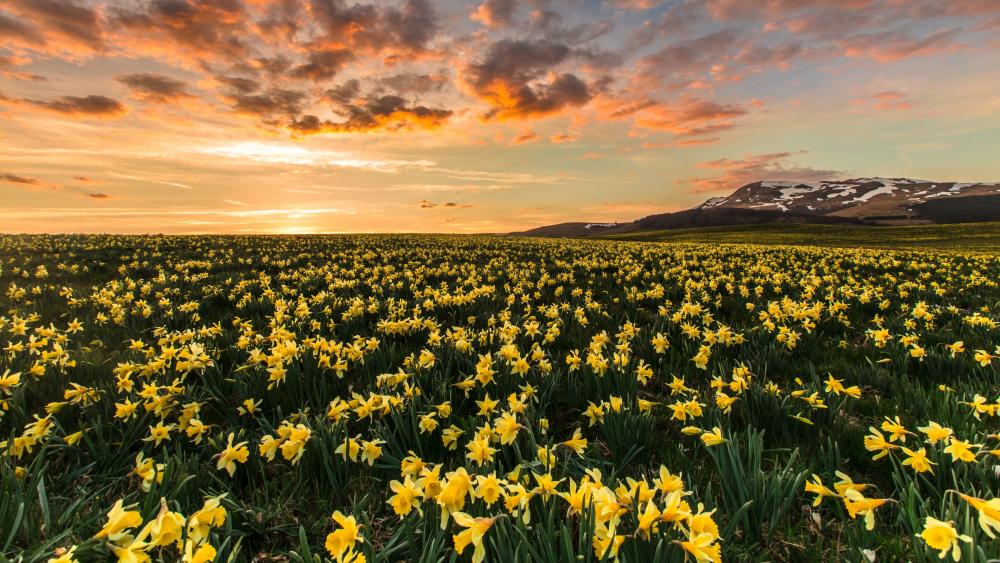 Daffodil field wallpaper