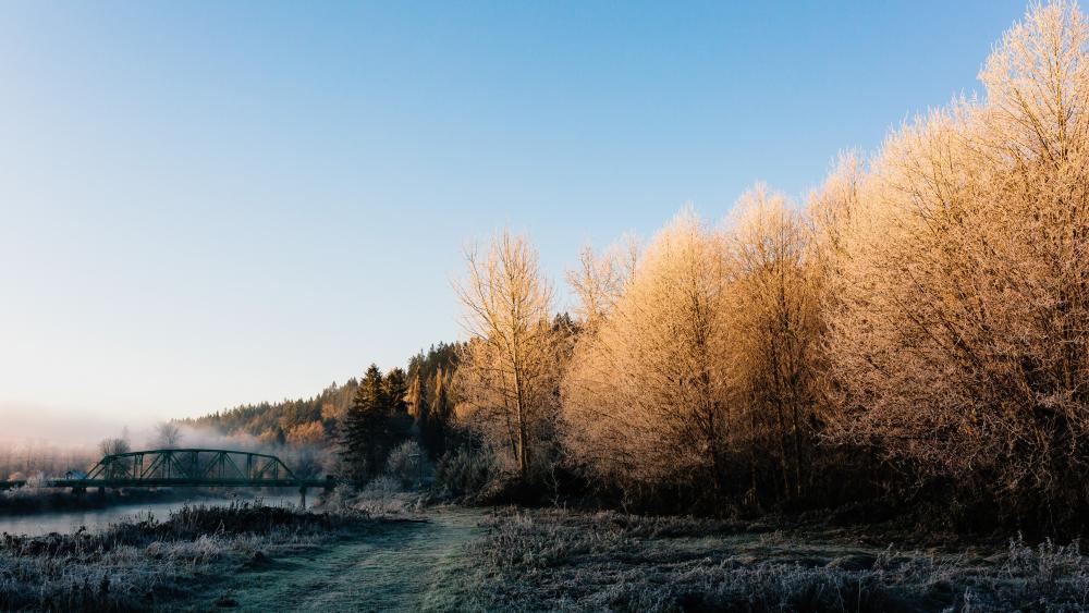 Morning Frost in Chinook Bend Natural Area wallpaper