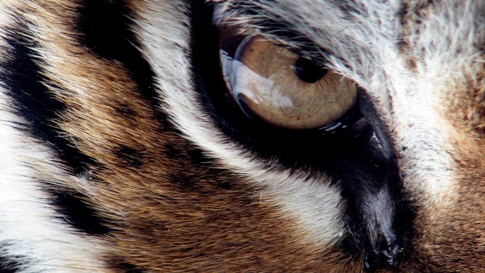 Tiger's eye wallpaper
