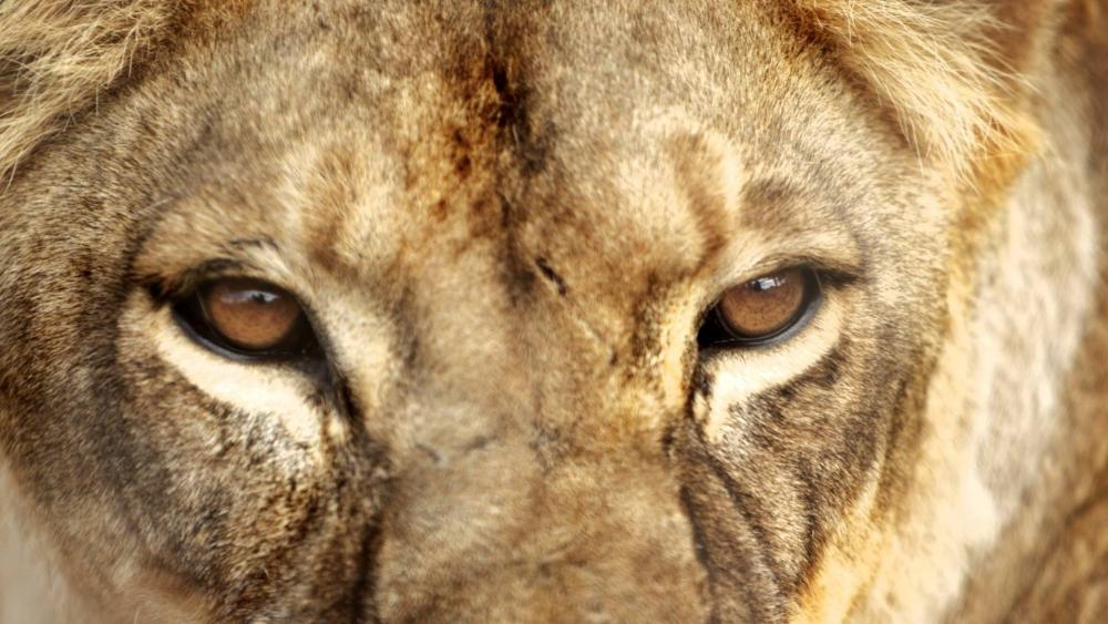 Lion's eyes wallpaper