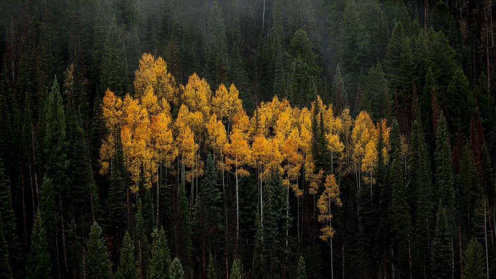 Spruce–fir forests wallpaper