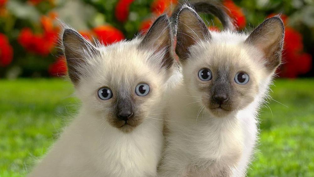 Siamese kittens wallpaper