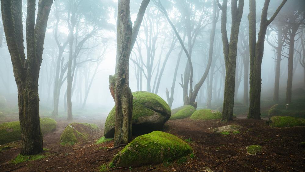 Mossy stones in a foggy forest wallpaper