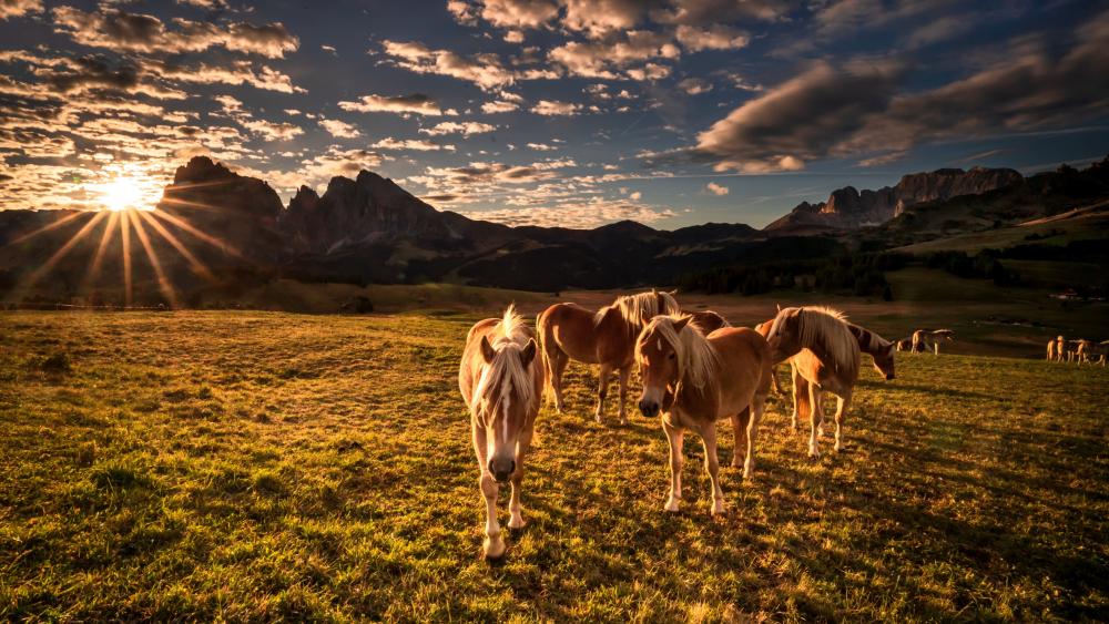 Horse herd and the Seiser Alm wallpaper