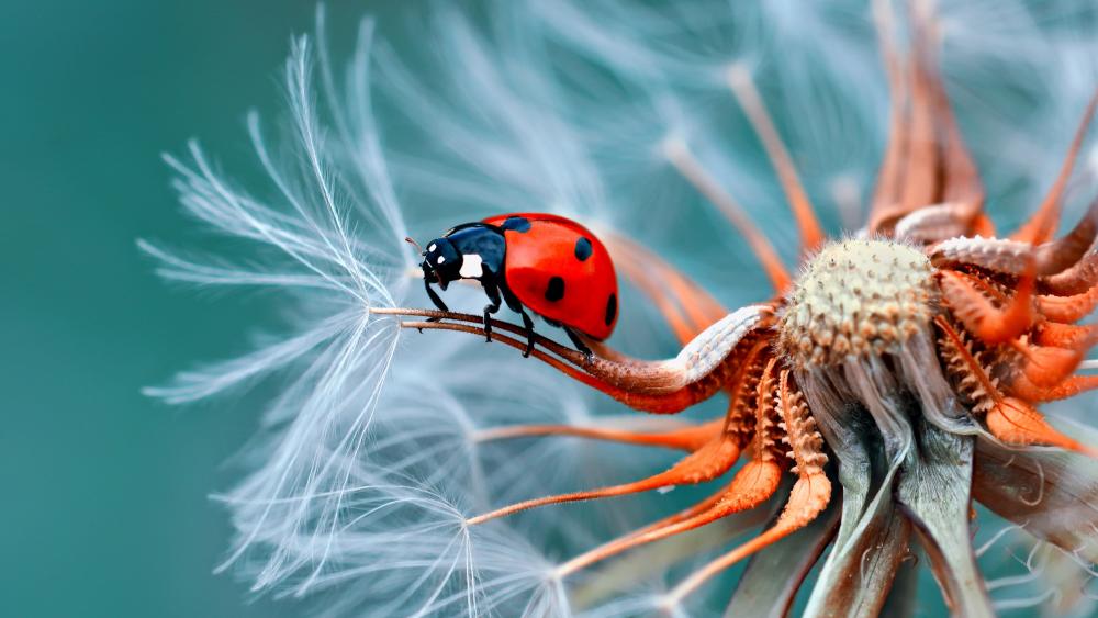 Dandelion with a ladybug wallpaper