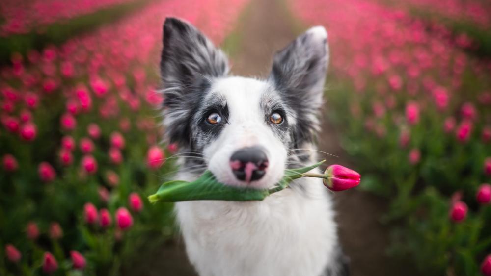 Border Collie with a pink tulip in his mouth wallpaper