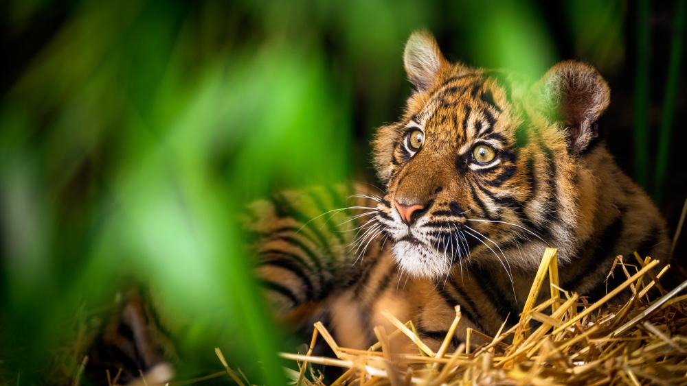 Tiger cub with stare look wallpaper