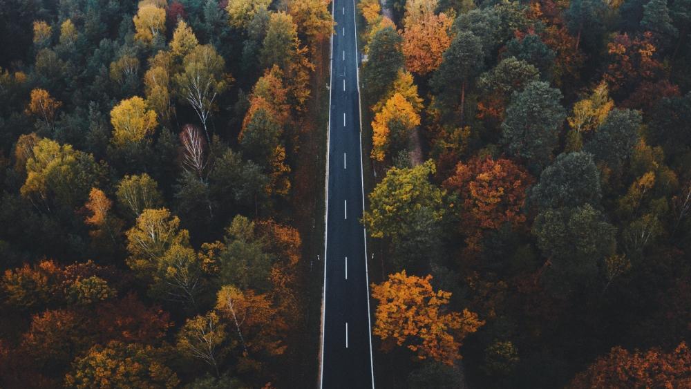 Fall forest from above wallpaper