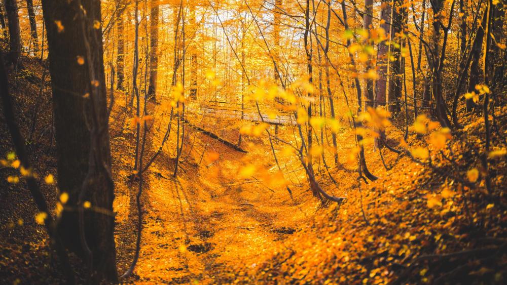 Yellow forest wallpaper