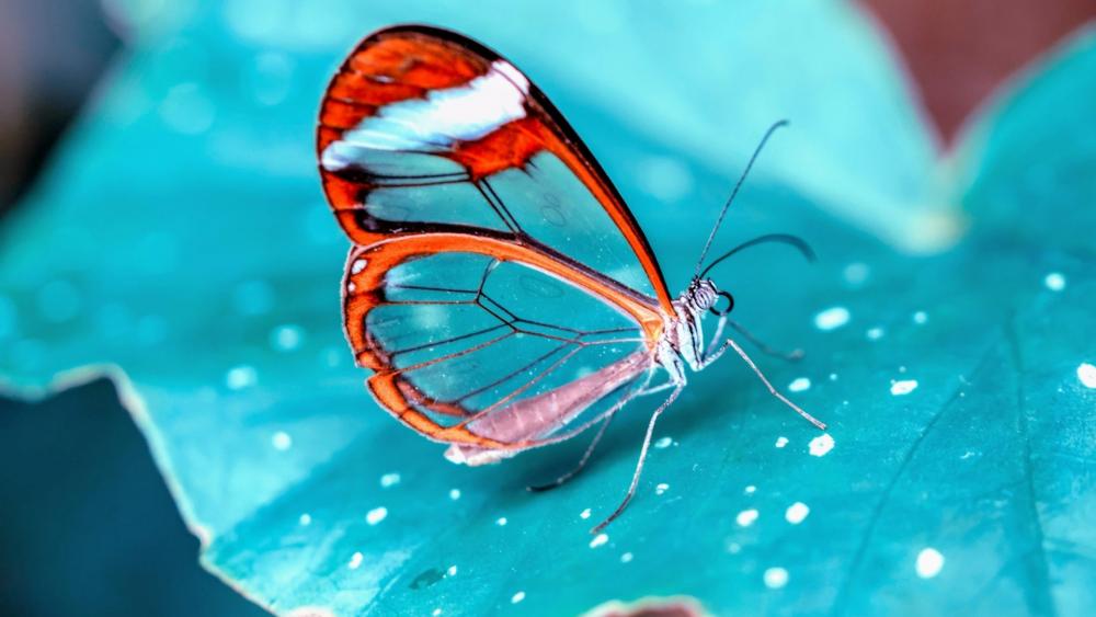 Glasswing Butterfly wallpaper