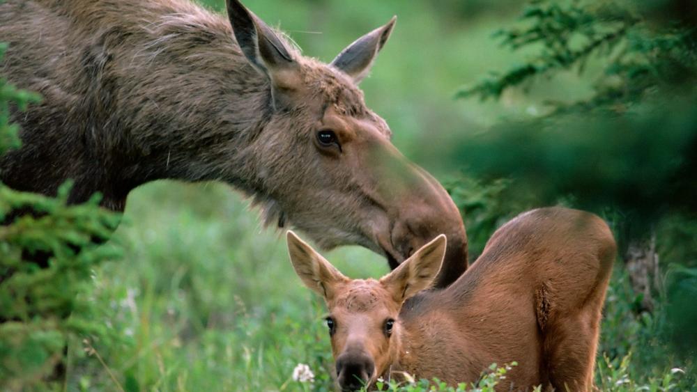 Baby elk wallpaper