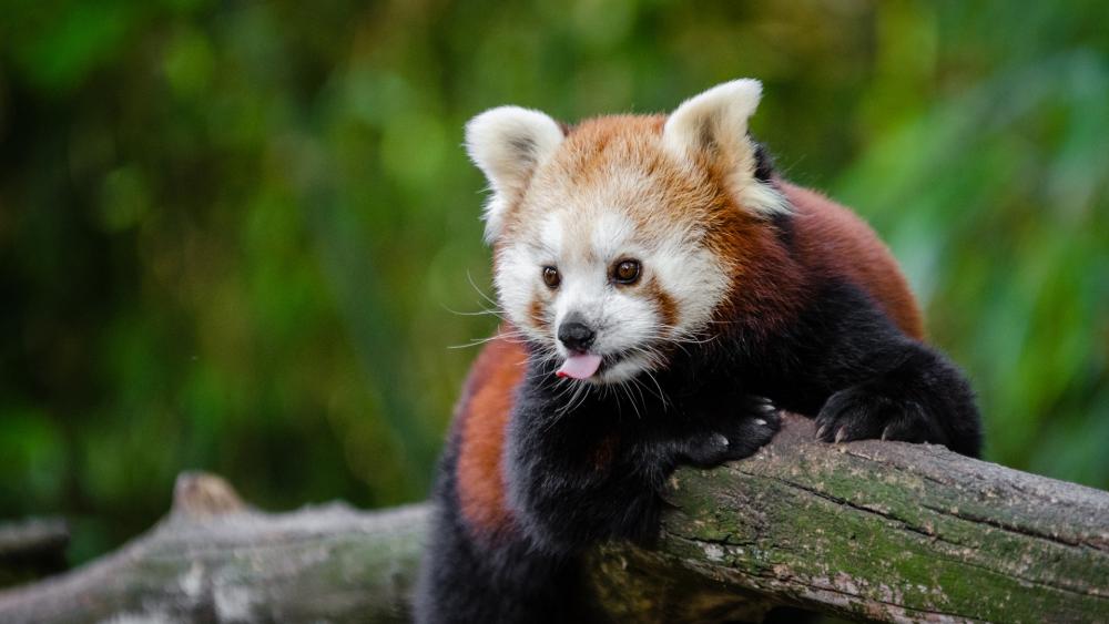 Cute Red Panda wallpaper