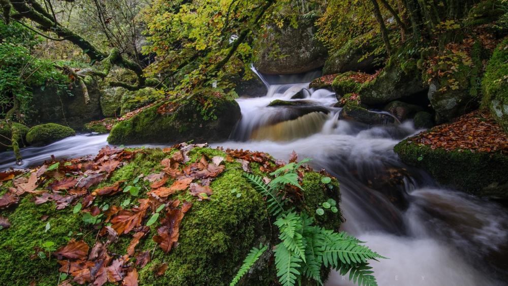 Serene Forest Stream in Autumn Colors wallpaper