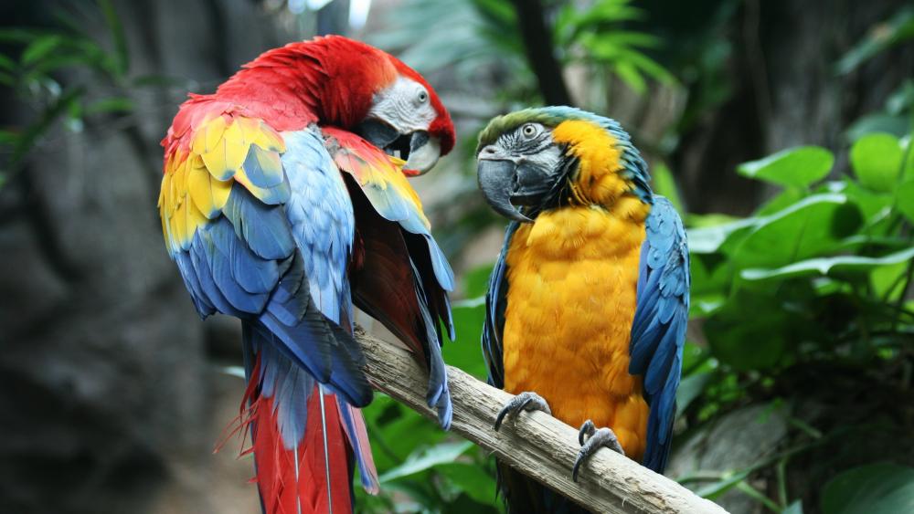 Scarlet macaws wallpaper