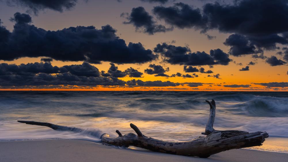 Sunset Serenity on a Driftwood Beach wallpaper