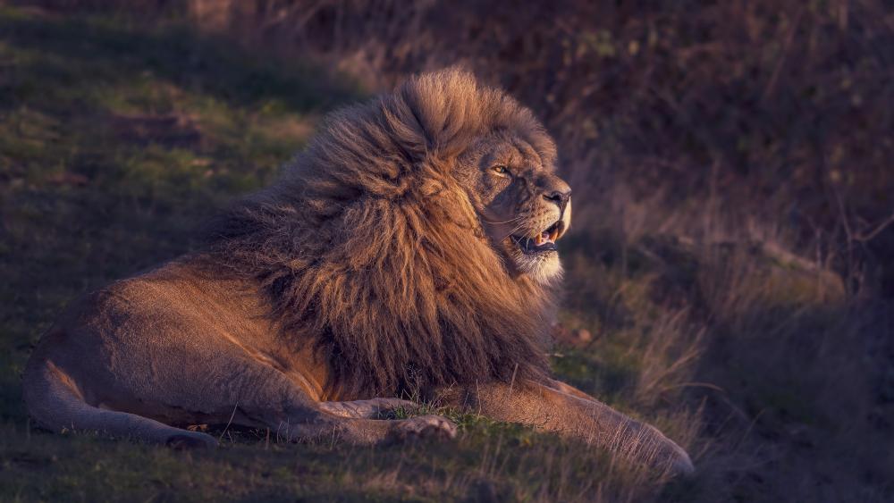 Majestic Lion at Dusk wallpaper