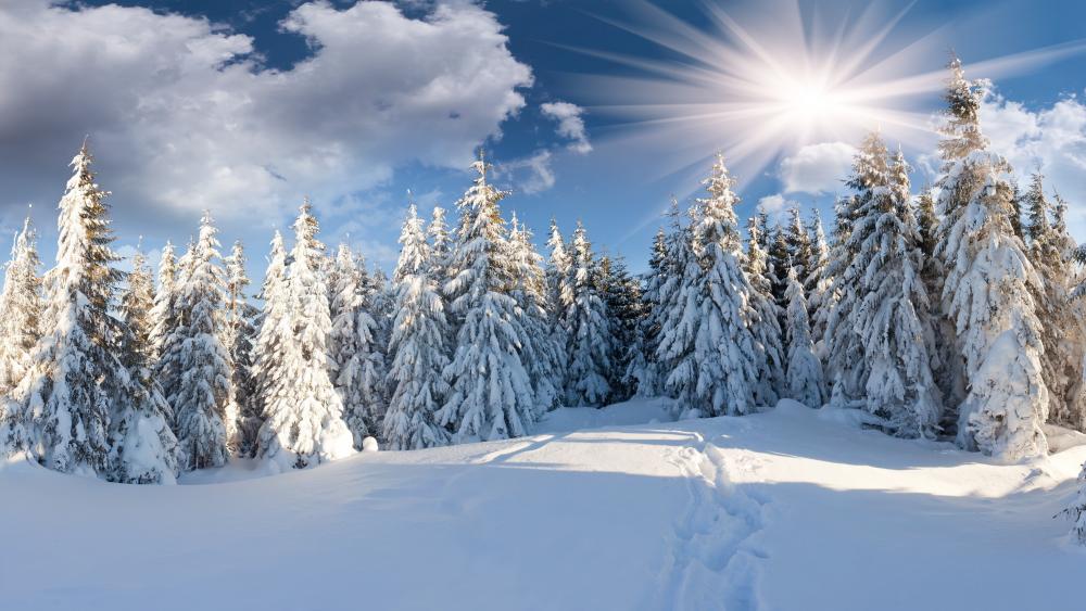 Sunshine Over Snow-Covered Pine Forest wallpaper