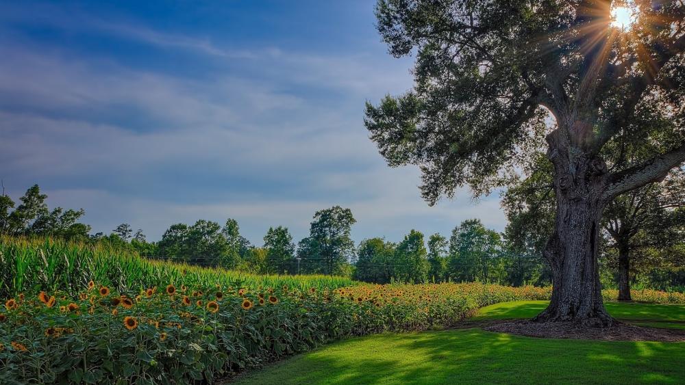 Summer Serenity with Sunflowers and Tree wallpaper