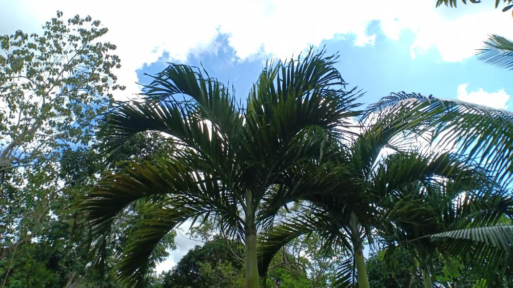 Palm Tree and Sky wallpaper