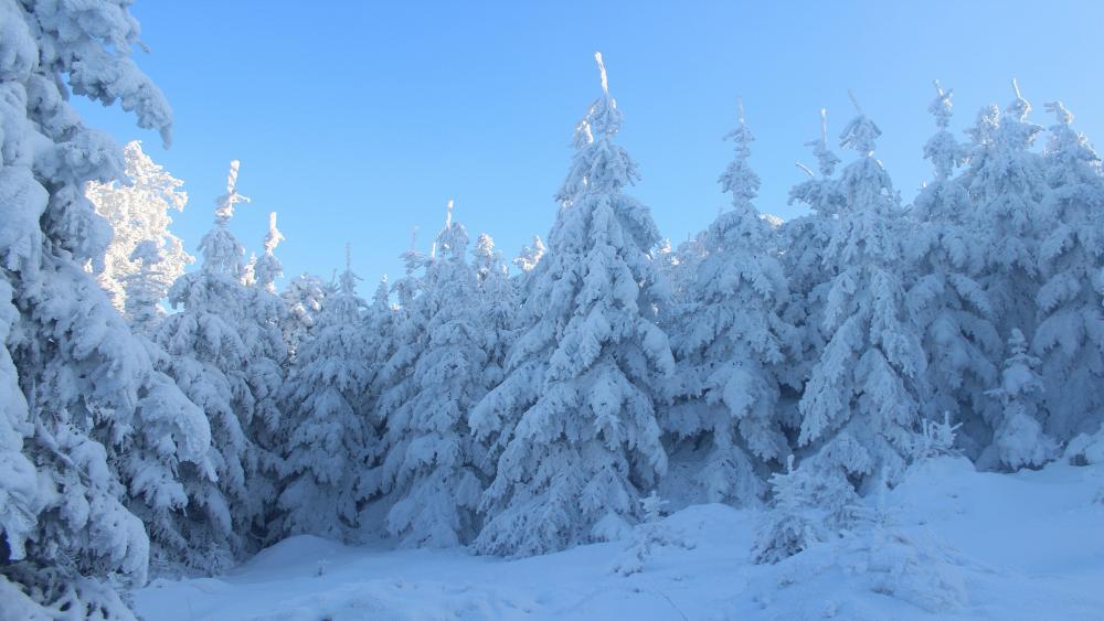 Snow covered spruce trees in forest under blue sky wallpaper
