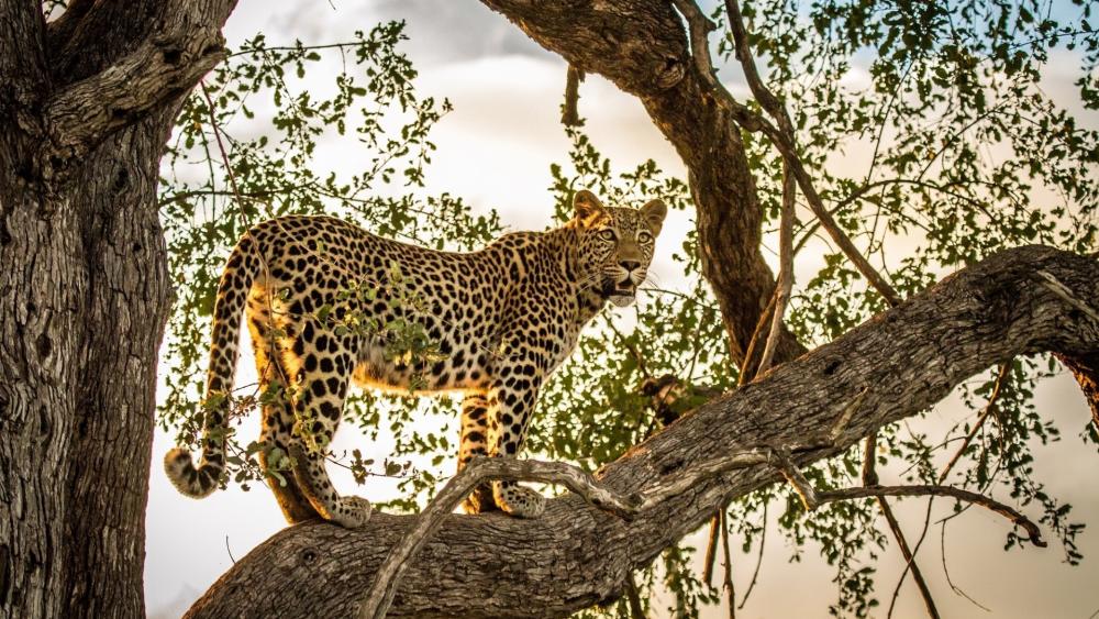Leopard on tree wallpaper