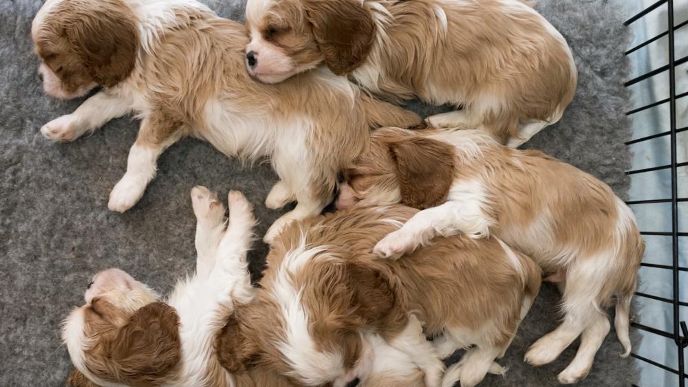 Sleeping Spaniel puppies wallpaper