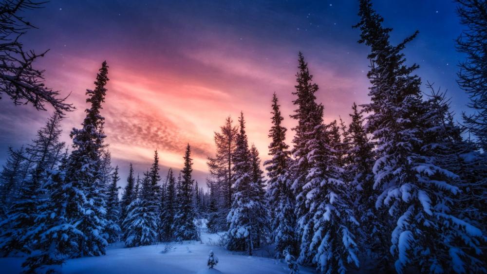 Twilight Whisper in the Winter Forest wallpaper