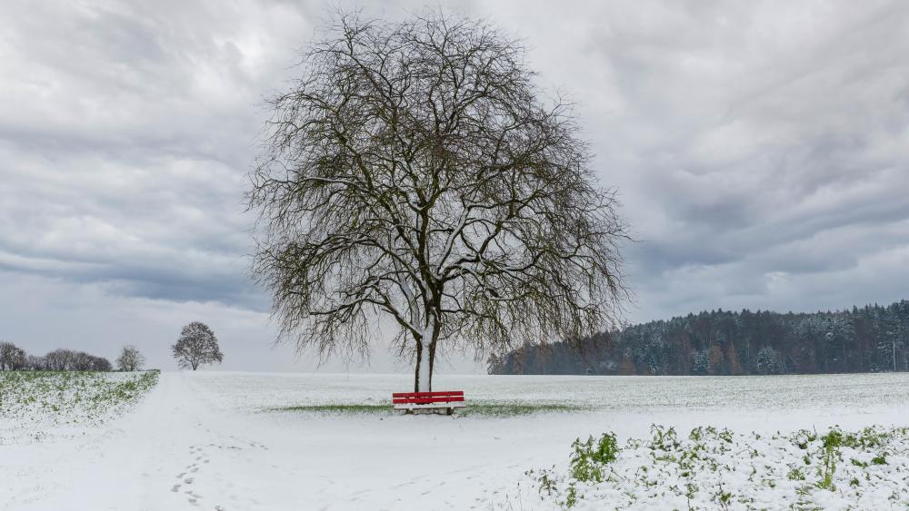 Red bench under a tree in winter wallpaper