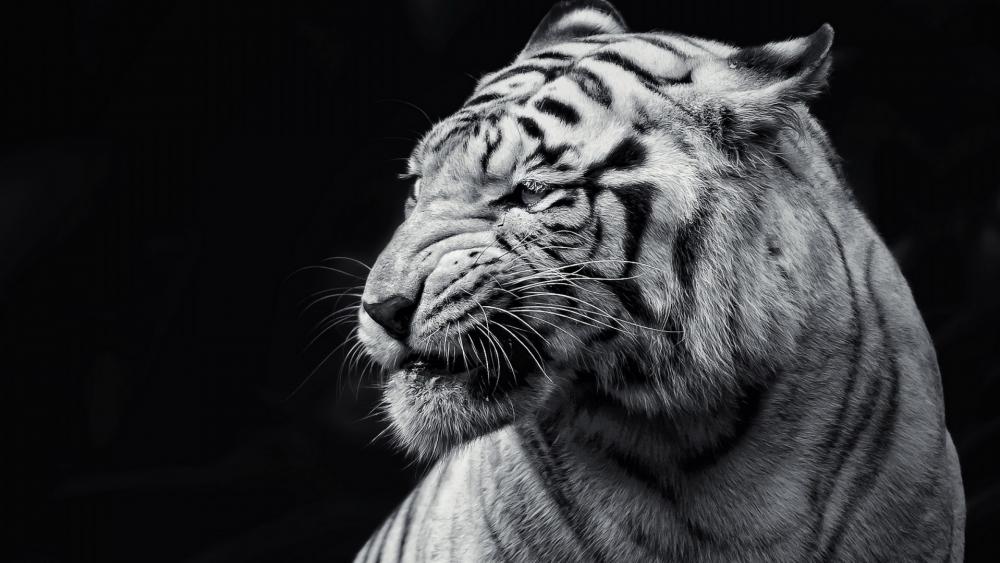 Angry tiger wallpaper
