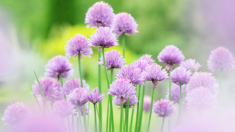 Chive flowers wallpaper