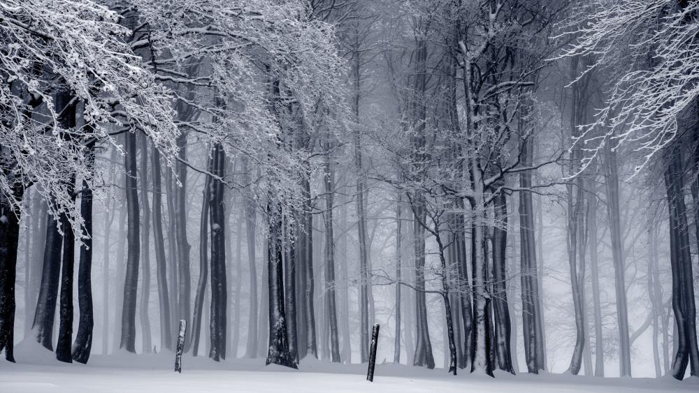 Winter in the forest wallpaper